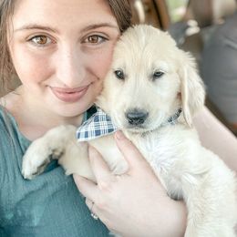 Golden Retriever and Pembroke Welsh Corgi Puppies from Rose n’ Thistle Farm