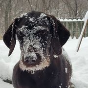Remi - Pudelpointer