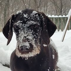 Remi - Pudelpointer