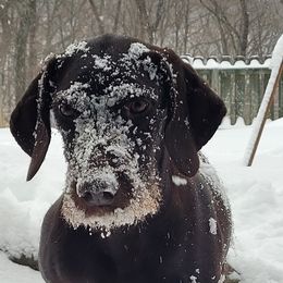 Remi - Pudelpointer