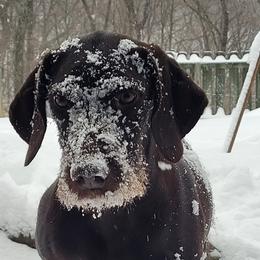 Remi - Pudelpointer