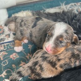 Boy 1 - Blue merle male Bernedoodle puppy in Royse City, Texas from Platinum Bernedoodles of Texas