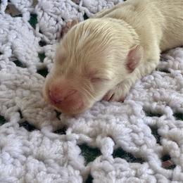 Girl 1 - White female Miniature Schnauzer puppy in Comanche, Texas from Circle R