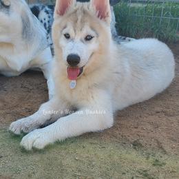 Kaos - Red Collar - Gray and white Siberian Husky puppy in Tomahawk, Wisconsin from Lunter's Heaven Huskies