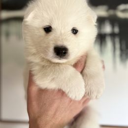 Blizzard - White male Samoyed puppy in Tremonton, Utah from Sugar Sweet Samoyeds