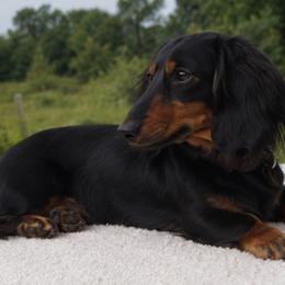 Whiskey - Dachshund