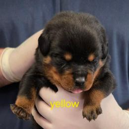Boy 3 - Black and tan male Rottweiler puppy in Stanton, Kentucky from Vom Hause Alistair