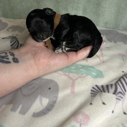 Boy 3 - Black & white male Maltipoo puppy in Clover, South Carolina from Cudi’s Buddies