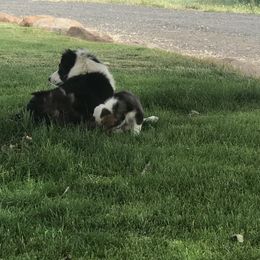Border Collie Puppies from Simcoe Foothills Farm