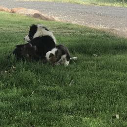 Border Collie Puppies from Simcoe Foothills Farm