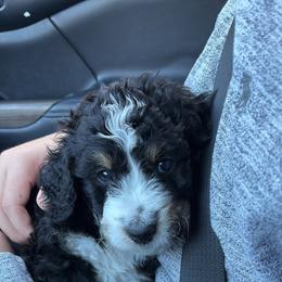 Bernedoodle Puppies from Paws of the Vineyard