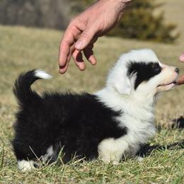 Tri Female 1 with Tail Intact - Black and tan female Pembroke Welsh Corgi puppy in Kansas City, Missouri from Willow Creek Corgis