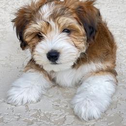 Havanese and Havapoo Puppies from Ladypawspuppies