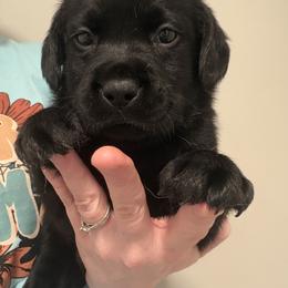 Yellow - Black male Labrador Retriever puppy in Ruth, Mississippi from Red White & True Labradors