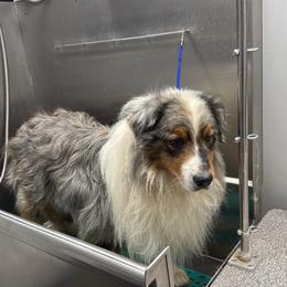 Sage - Australian Shepherd