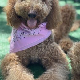 MILA - Australian Labradoodle