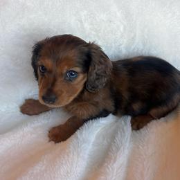 Letta - Dapple female Dachshund puppy in Humphreys, Missouri from Foster’s Dachshunds