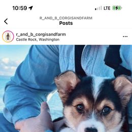 American Corgi Puppies from R and b corgis and farm