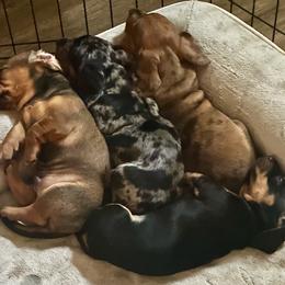 Dachshund Puppies from BZ’s Pupperoni Fractory