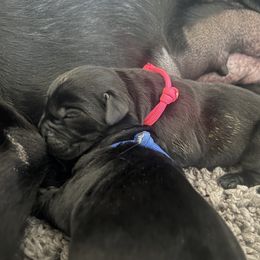 Golden Retriever and Labrador Retriever Puppies from The Golden Leash Kennels