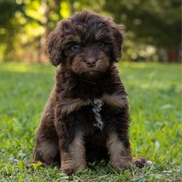 Fish Legs - Red phantom female Aussiedoodle puppy in Mountain Home, Arkansas from Amos and Oak Doodles