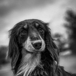 Ludo - Dachshund