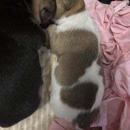 Sable pie girl 1 - Sable and white male Teddy Roosevelt Terrier puppy in Robards, Kentucky from Dream Tree Kennel