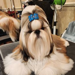 Rowdy - Shih Tzu