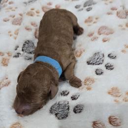 Dash - Red  male Poodle puppy in Goodyear, Arizona from Moving and Grooving Pups