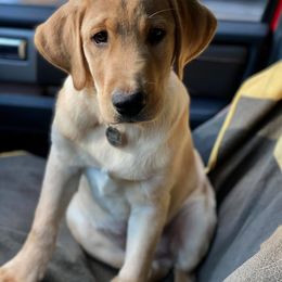 Labrador Retriever Puppies from Green Acres Labradors