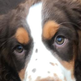Sammy - English Springer Spaniel