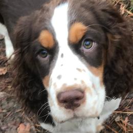 Sammy - English Springer Spaniel