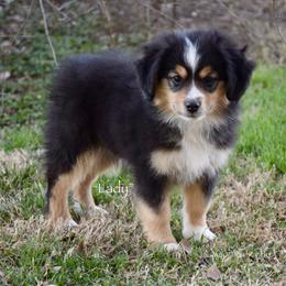Lady - Black tri female Miniature Australian Shepherd puppy in Evant, Texas from Lazy VT Bar Ranch