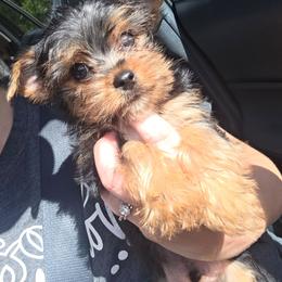 Max - Blue and gold male Yorkshire Terrier puppy in Lakeland, Florida from You Me & The Yorkies
