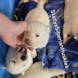 Stardust - White female Siberian Husky puppy in Savannah, Georgia from Stacy's Siberian Huskies