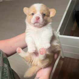 Aurelian - Fawn and white male American Corgi puppy in Garland, Texas from Barker's Corgis