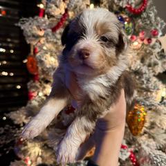 Kenya - Red merle female Toy Australian Shepherd puppy in Inola, Oklahoma from Blue Stem Companions