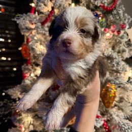 Kenya - Red merle female Toy Australian Shepherd puppy in Inola, Oklahoma from Blue Stem Companions