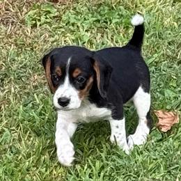 Faith - Black tan and white female Beagle puppy in Lockney, West Virginia from S&T Kennels