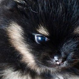 Girl 1 - Black and tan female Pomeranian puppy in Jamestown, California from Park Avenue Poms
