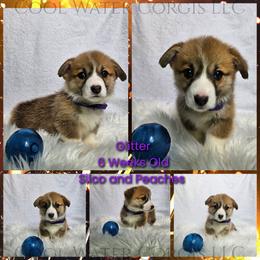 Glitter - Red female Pembroke Welsh Corgi puppy in Kiowa, Colorado from Cool Water Corgis LLC