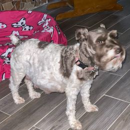 Gynger - Miniature Schnauzer