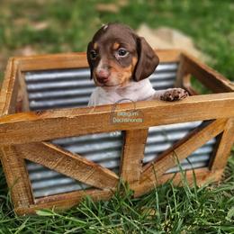Megan smooth chcoolate pie girl - Piebald female Dachshund puppy in Herald, California from Bluegum Dachshunds