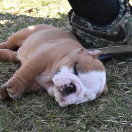 English Bulldog Puppies from Raise The Woof Bulldogs