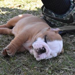 English Bulldog Puppies from Raise The Woof Bulldogs