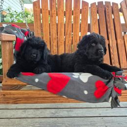 Newfoundlands from Lucky Stone Farm Newfoundlands