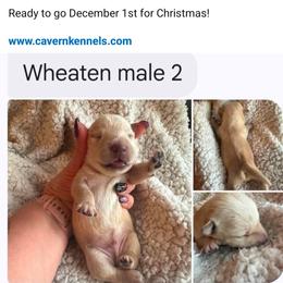 Colton - Wheaten male Scottish Terrier puppy in Crossville, Tennessee from Cavern Kennels