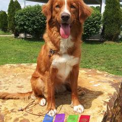 Sadie - Nova Scotia Duck Tolling Retriever