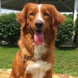 Sadie - Nova Scotia Duck Tolling Retriever