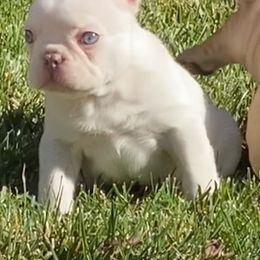 French Bulldog Puppies from Forever Friendchies